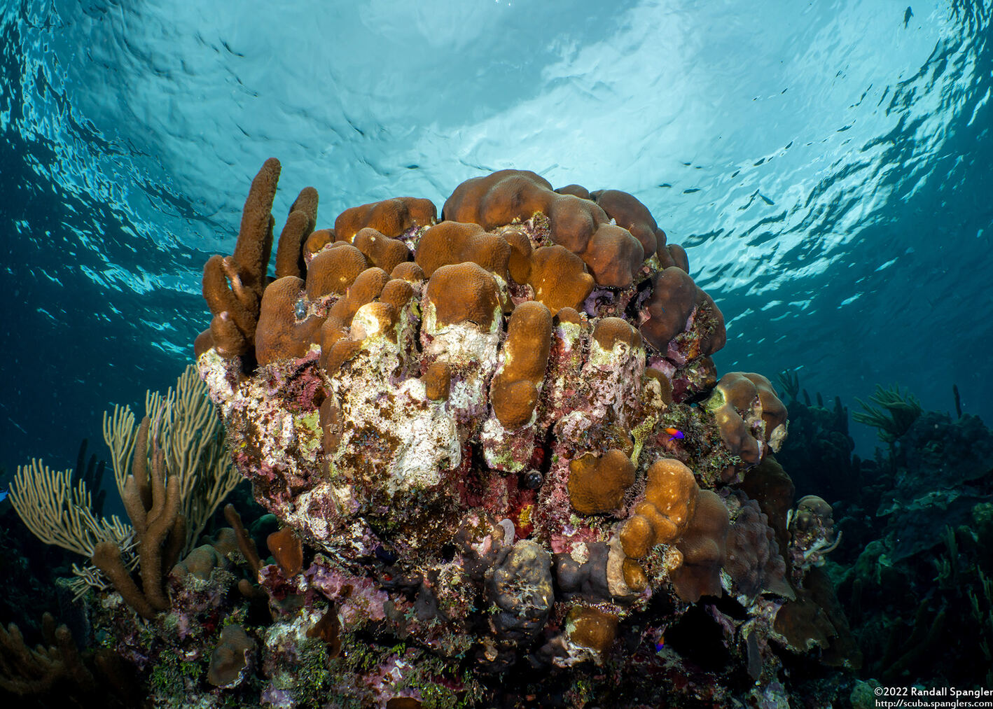 Orbicella annularis (Lobed Star Coral)