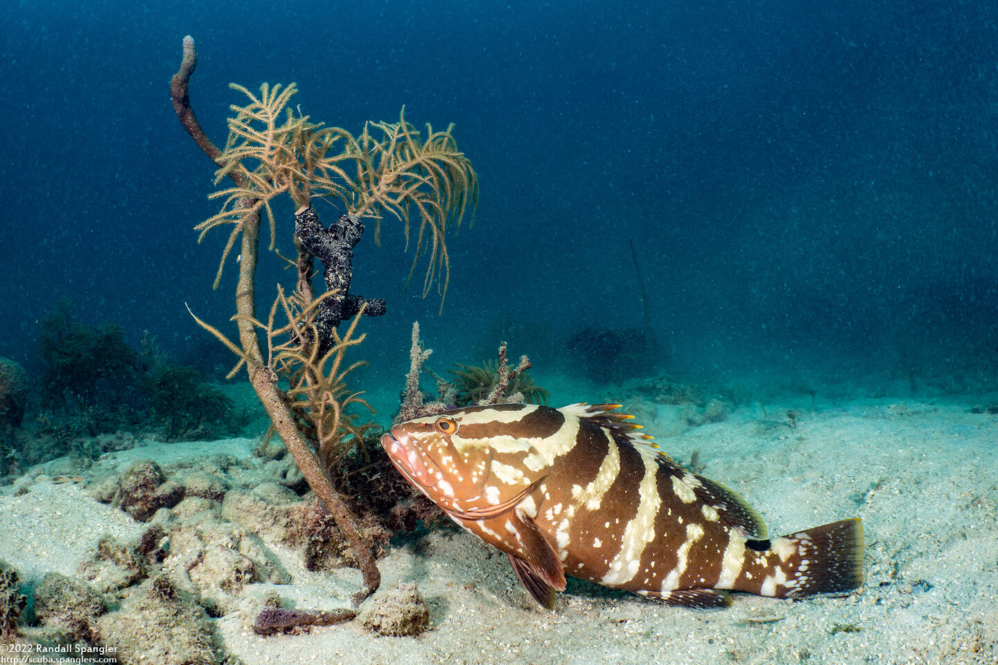 Epinephelus striatus (Nassau Grouper)