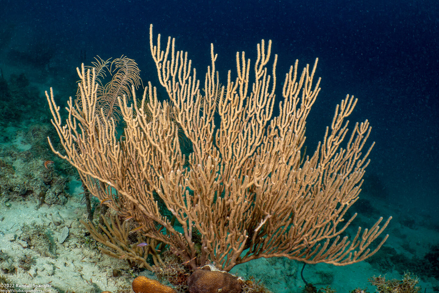 Plexaura flexuosula (Bent Sea Rod)