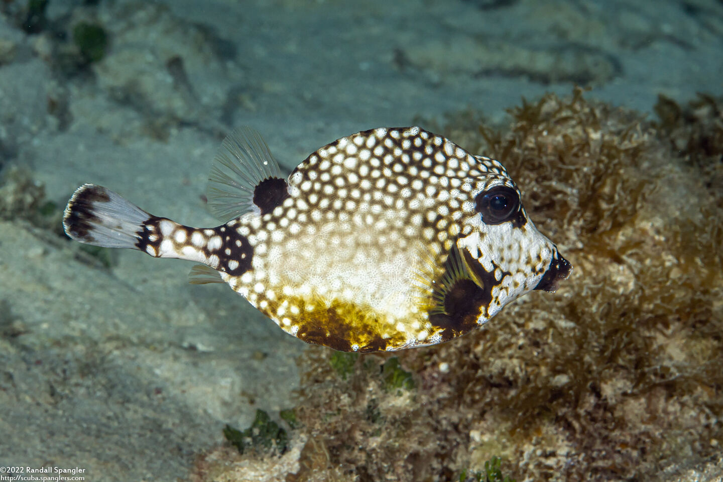 Lactophrys triqueter (Smooth Trunkfish)