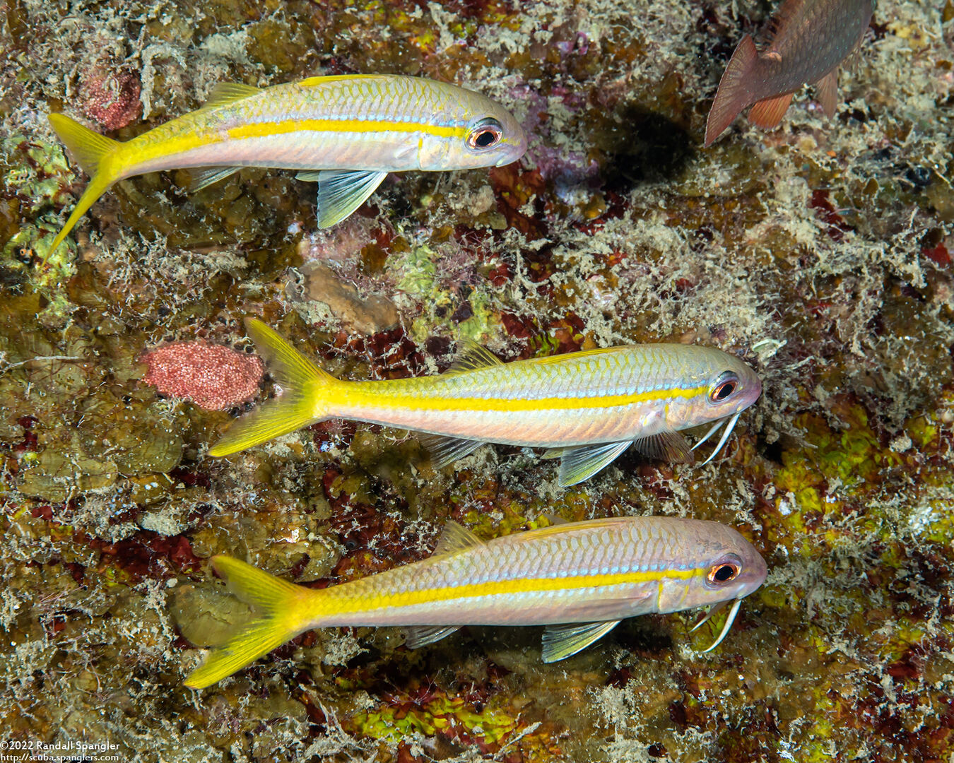 Mulloidichthys martinicus (Yellow Goatfish)