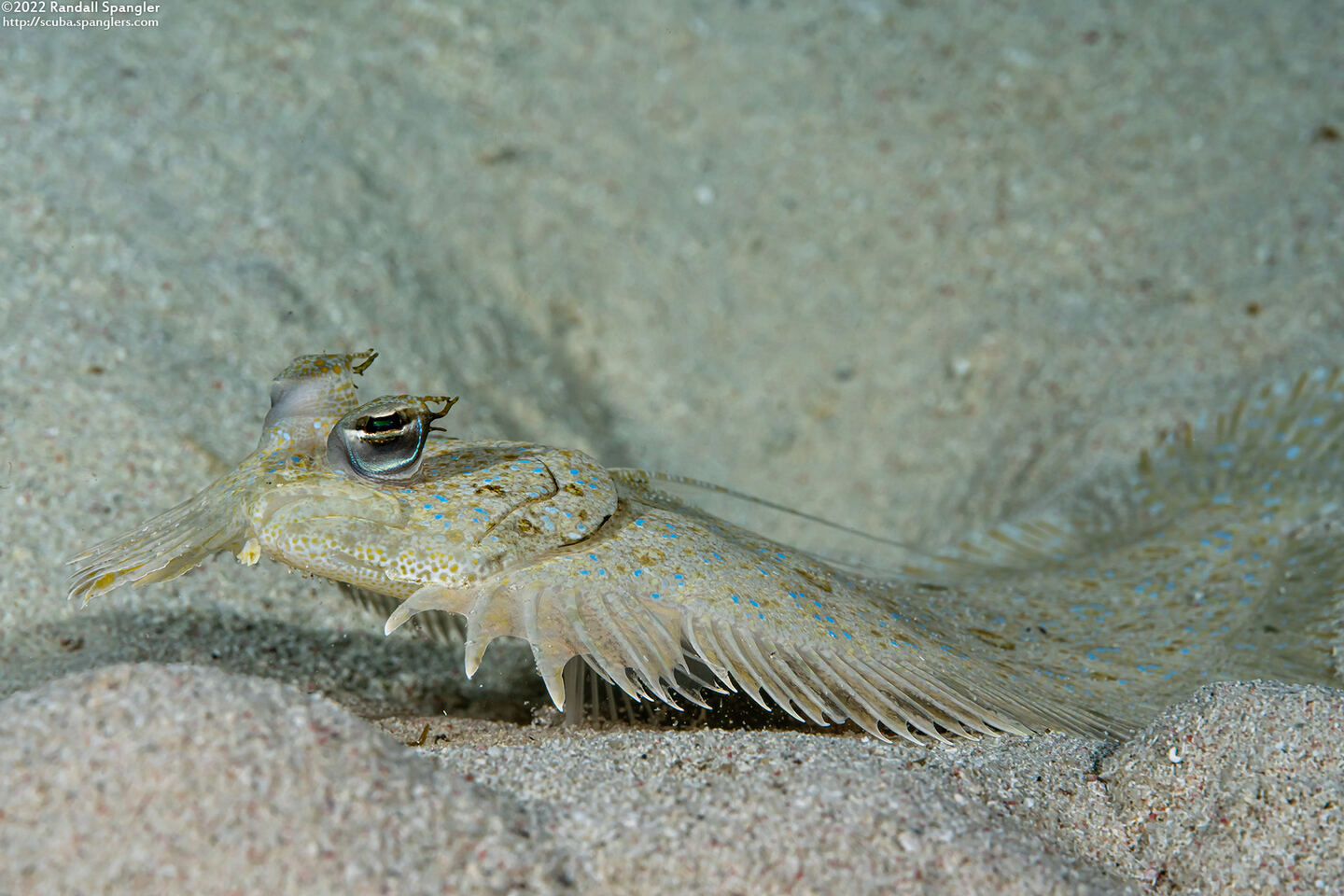 Bothus maculiferus (Maculated Flounder)