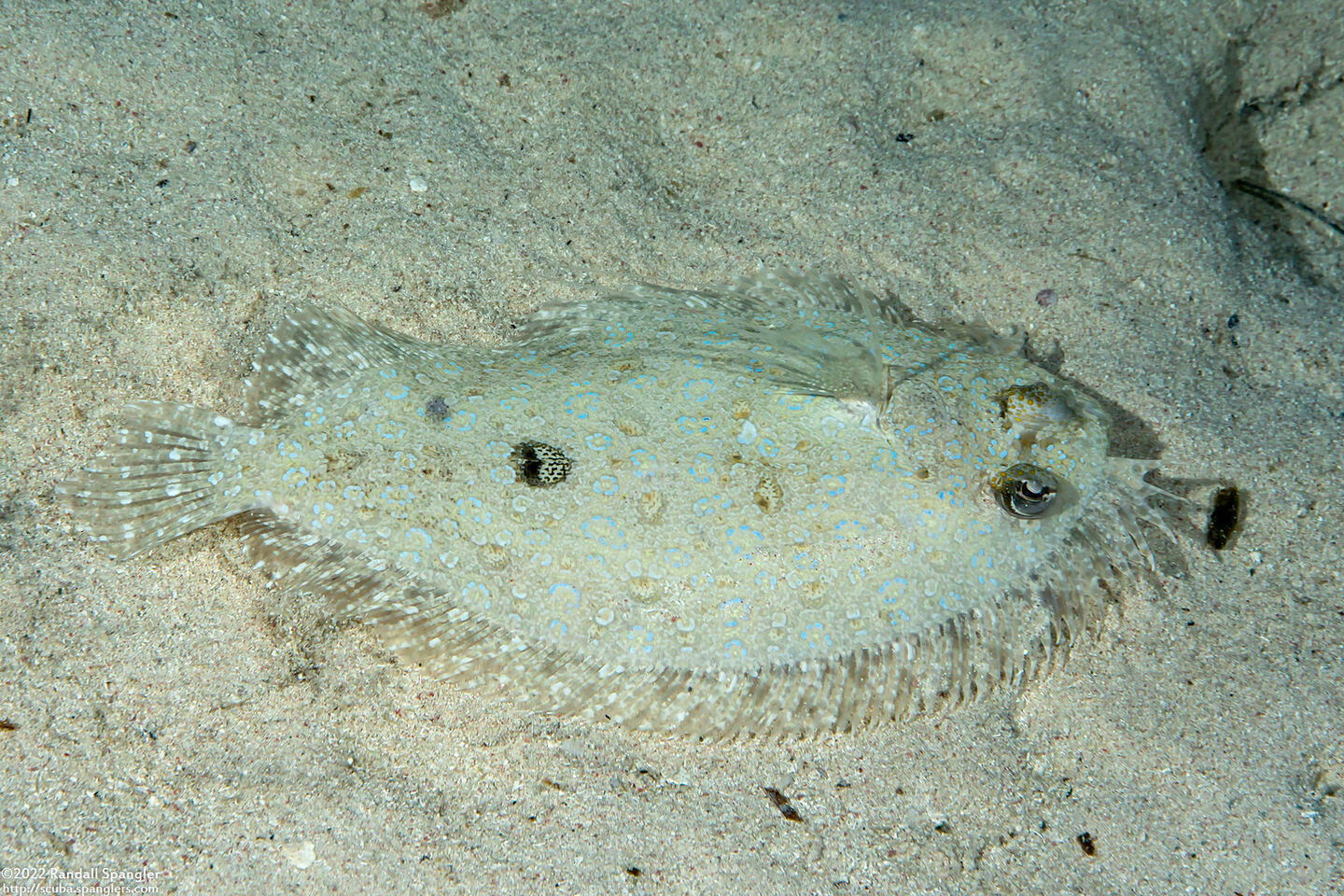 Bothus maculiferus (Maculated Flounder)