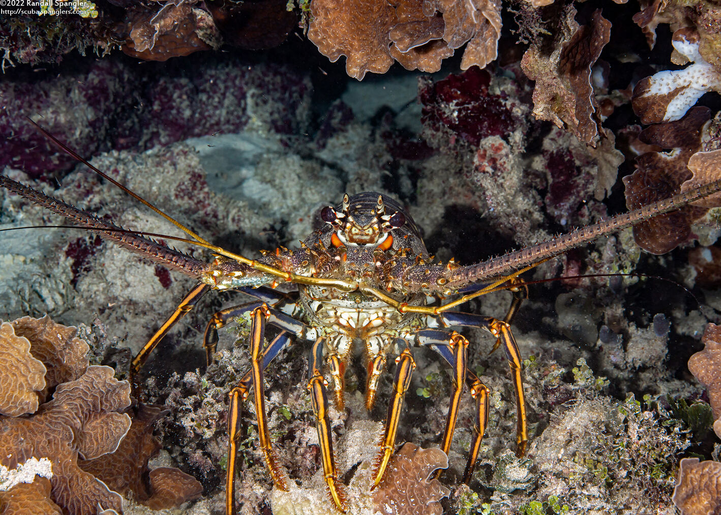 Panulirus argus (Caribbean Spiny Lobster)