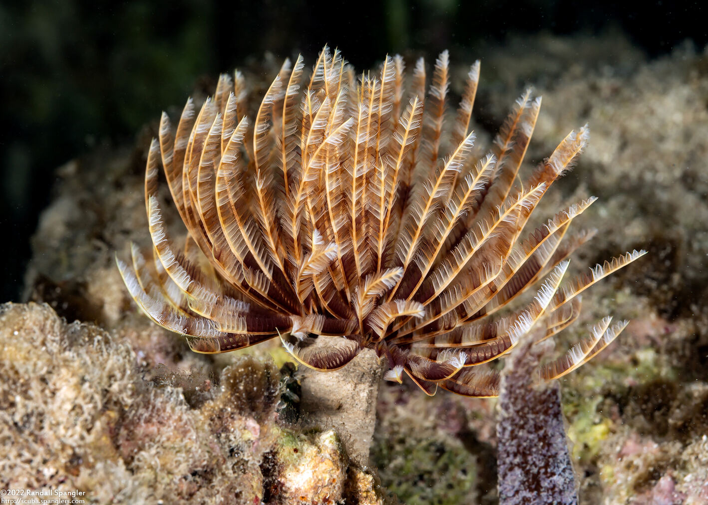 Sabellastarte magnifica (Magnificent Feather Duster)