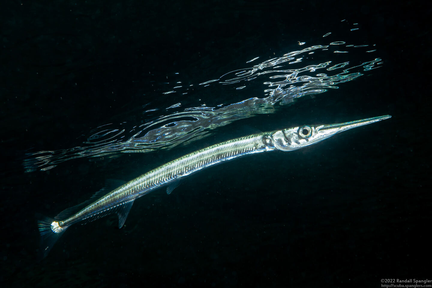 Tylosurus crocodilus (Houndfish)
