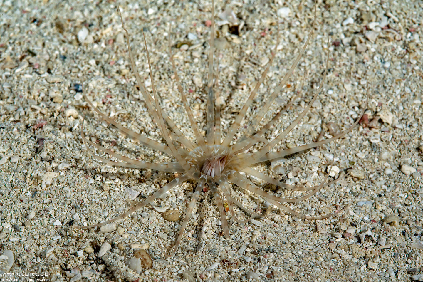 Isarachnanthus nocturnus (Banded Tube-Dwelling Anemone)