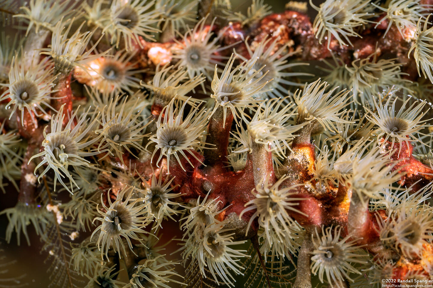 Parazoanthus tunicans (Hydroid Zoanthid)