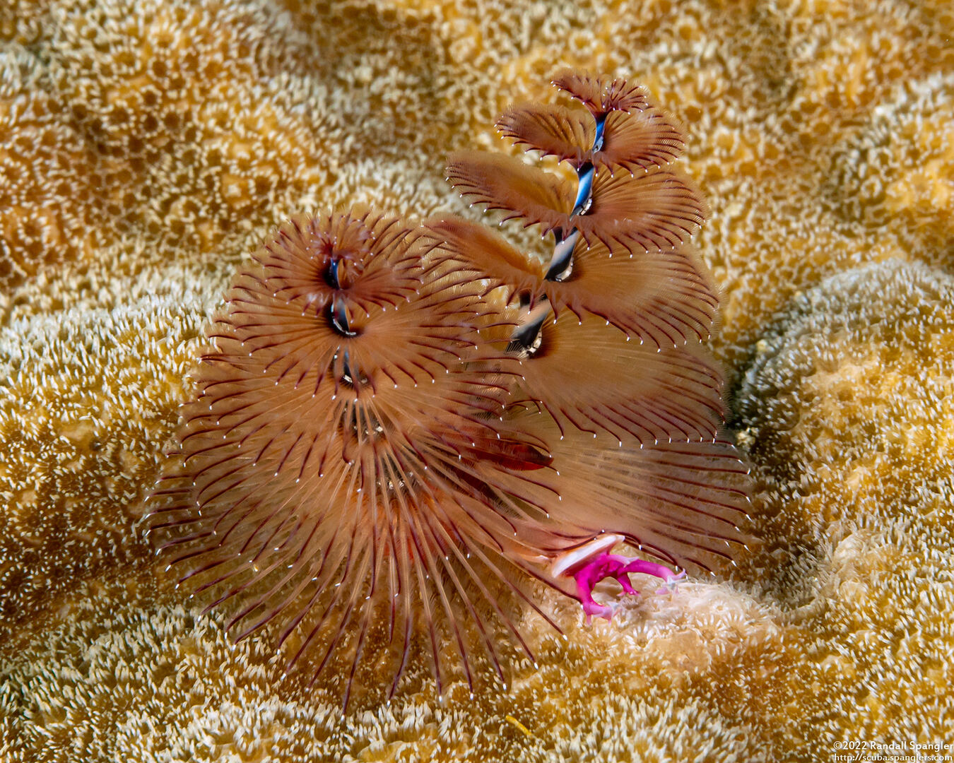 Spirobranchus giganteus (Christmas Tree Worm)