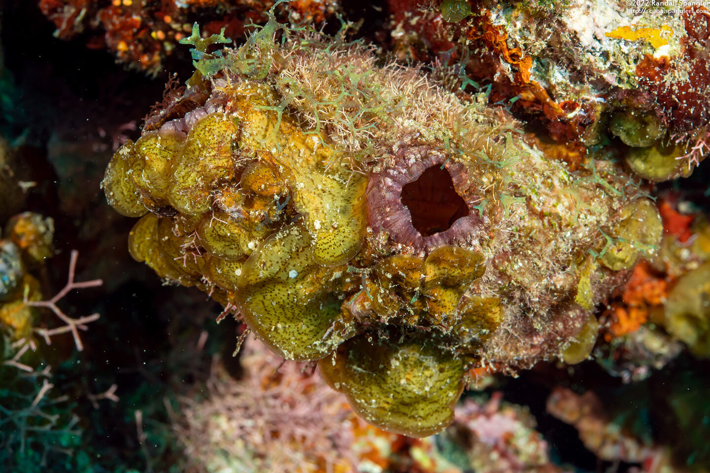 Polycarpa spongiabilis (Giant Tunicate)