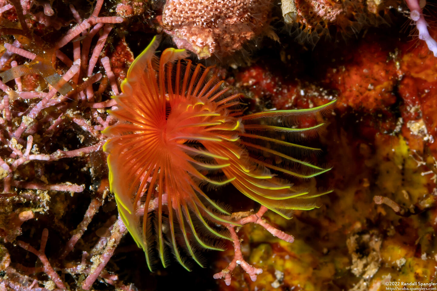 Pomatostegus stellatus (Star Horseshoe Worm)