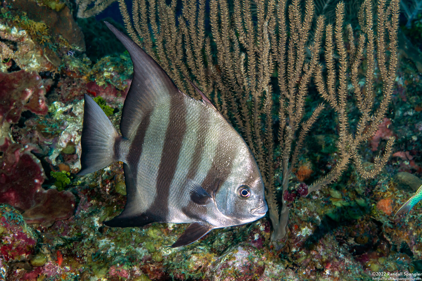 Chaetodipterus faber (Atlantic Spadefish)