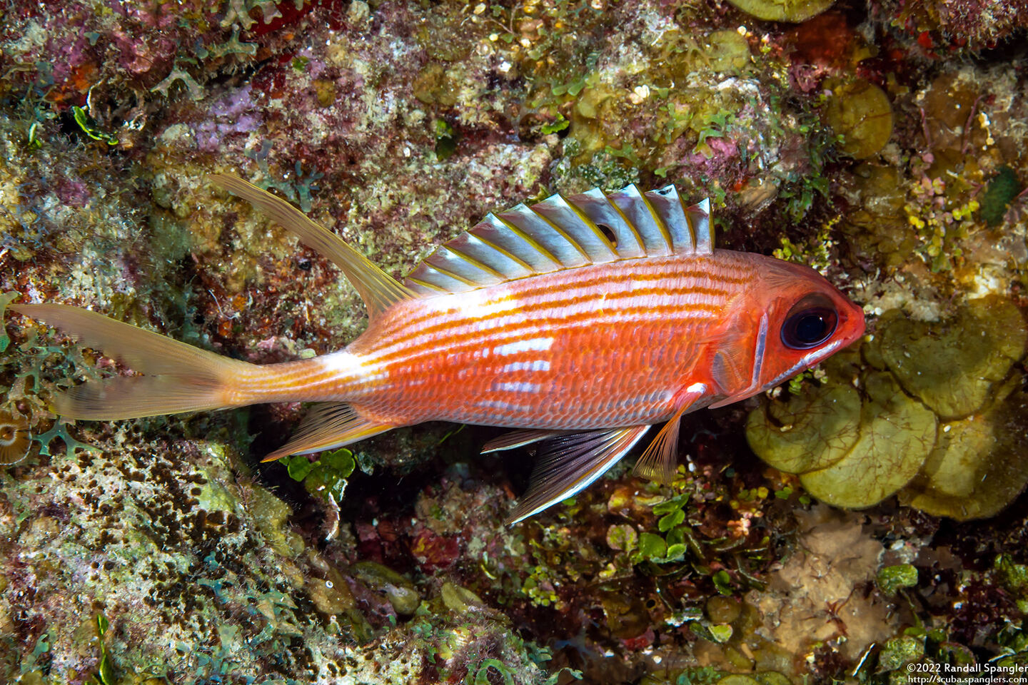 Holocentrus rufus (Longspine Squirrelfish)