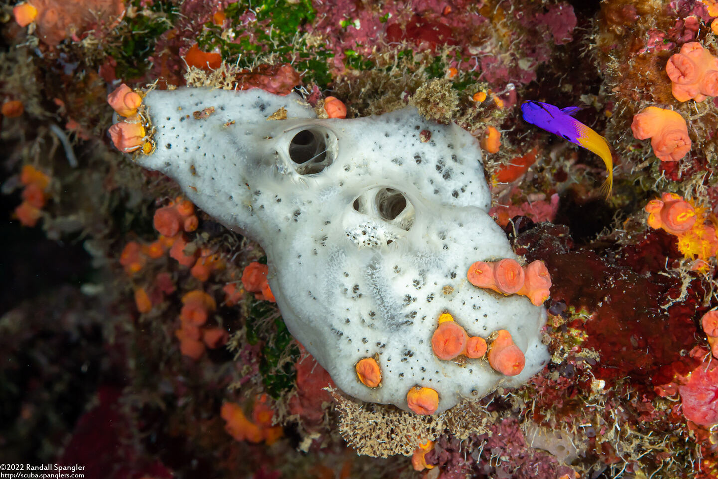 Mycale laevis (Orange Icing Sponge)