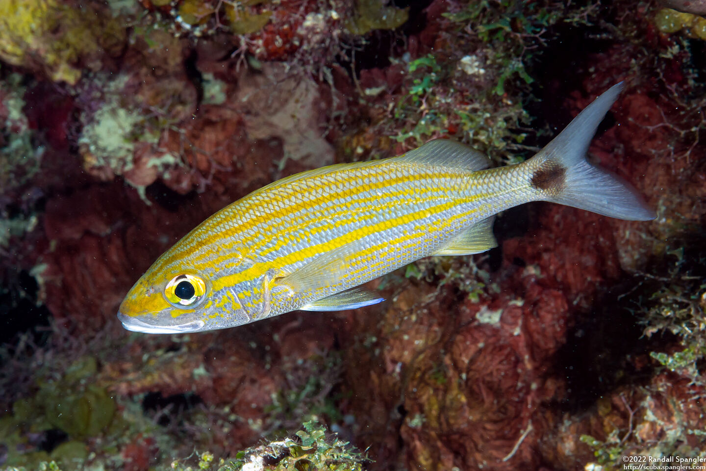 Haemulon aurolineatum (Tomtate)