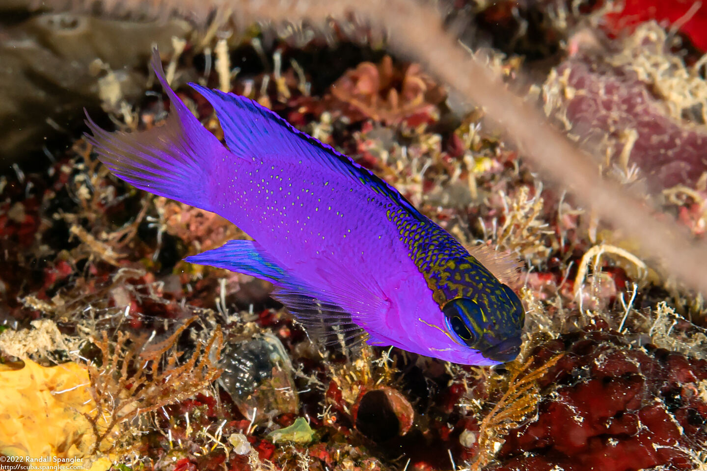 Gramma melacara (Blackcap Basslet)