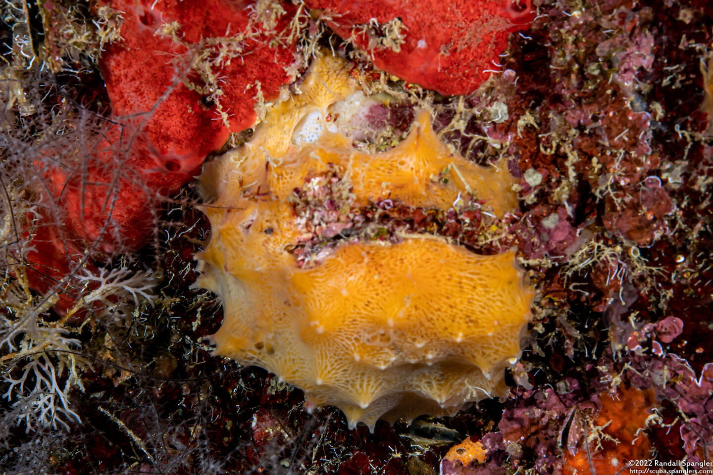 Scopalina ruetzleri (Orange Lumpy Encrusting Sponge)