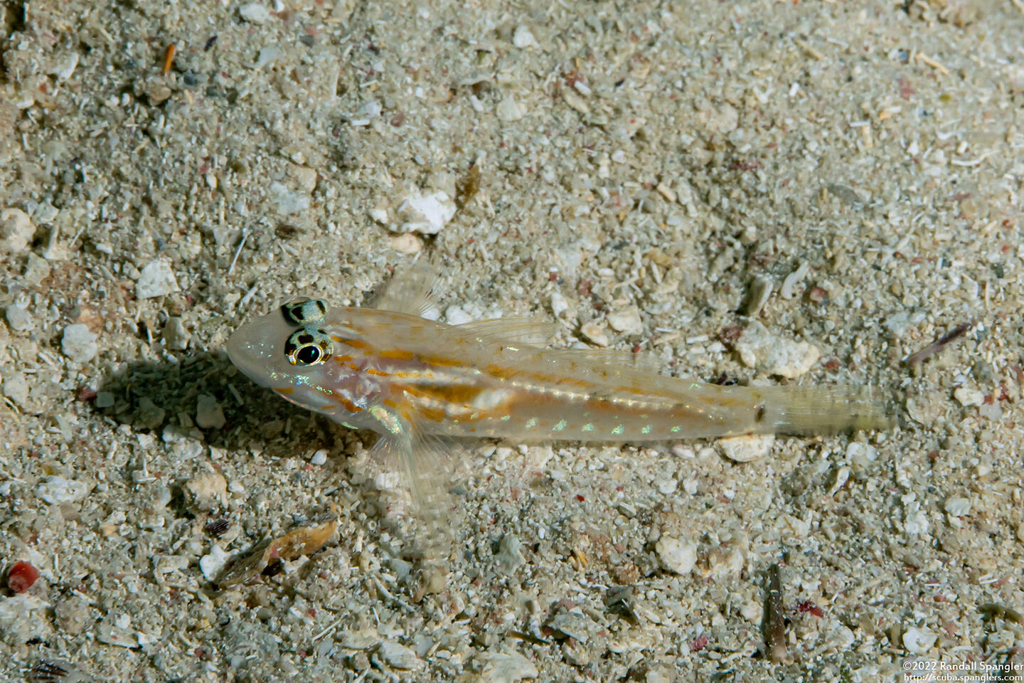 Coryphopterus tortugae (Patch-Reef Goby)