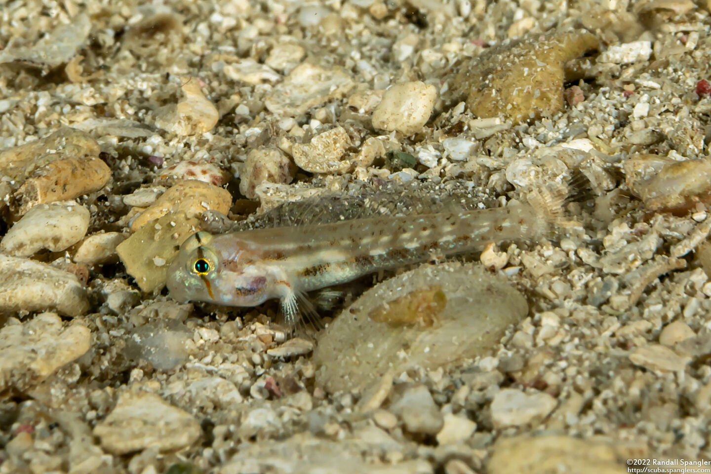 Gnatholepis thompsoni (Goldspot Goby)