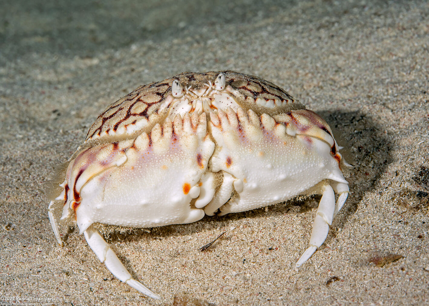Calappa flammea (Flame Box Crab)