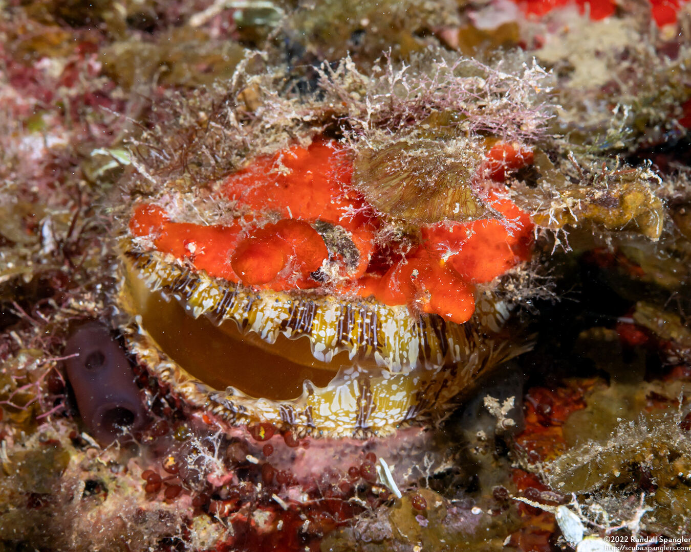 Spondylus americanus (Atlantic Thorny Oyster)