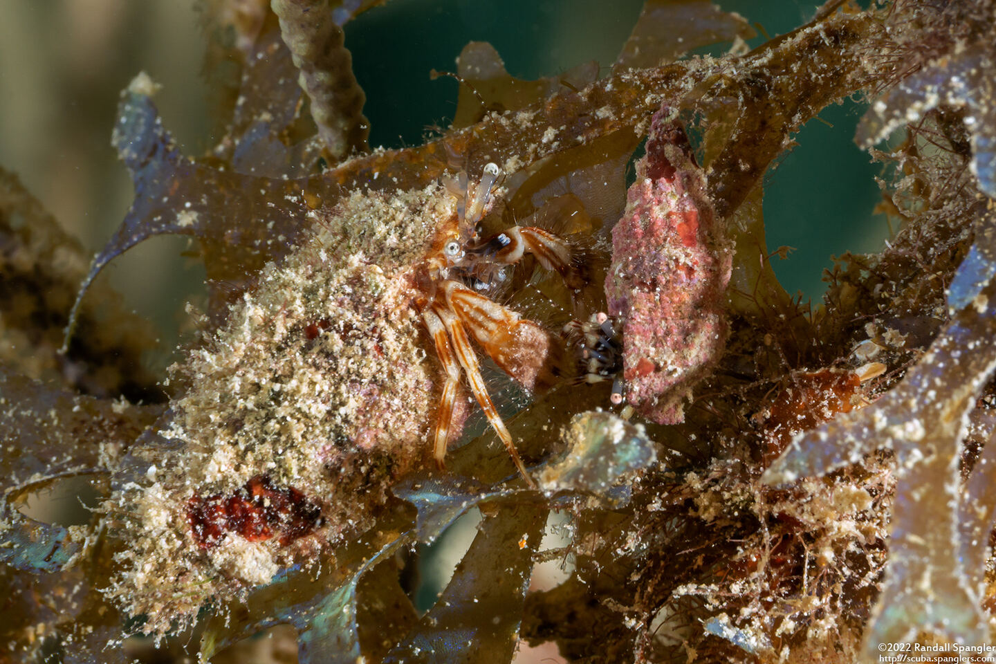 Pagurus brevidactylus (Shortfinger Hermit Crab)