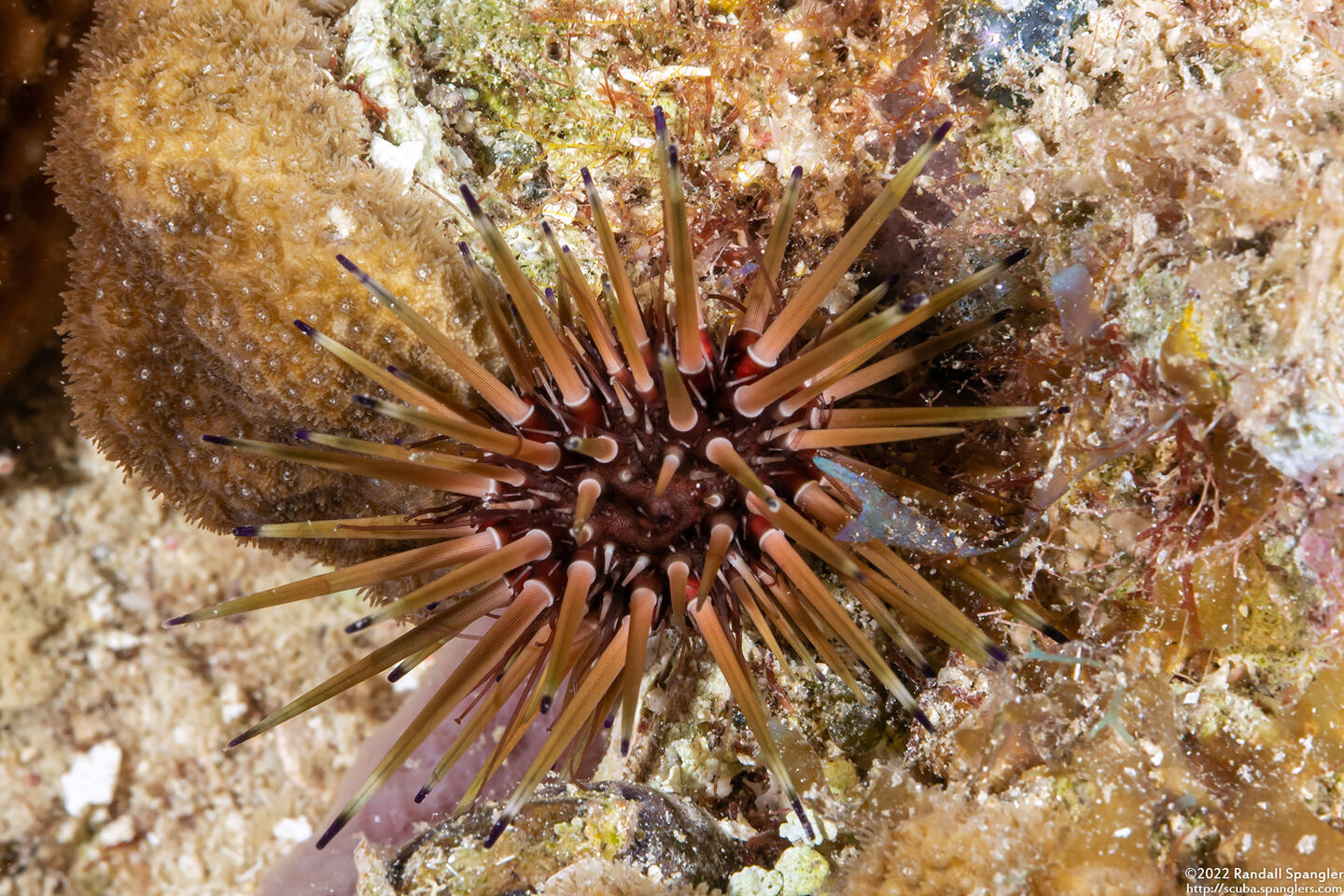 Echinometra viridis (Reef Urchin)