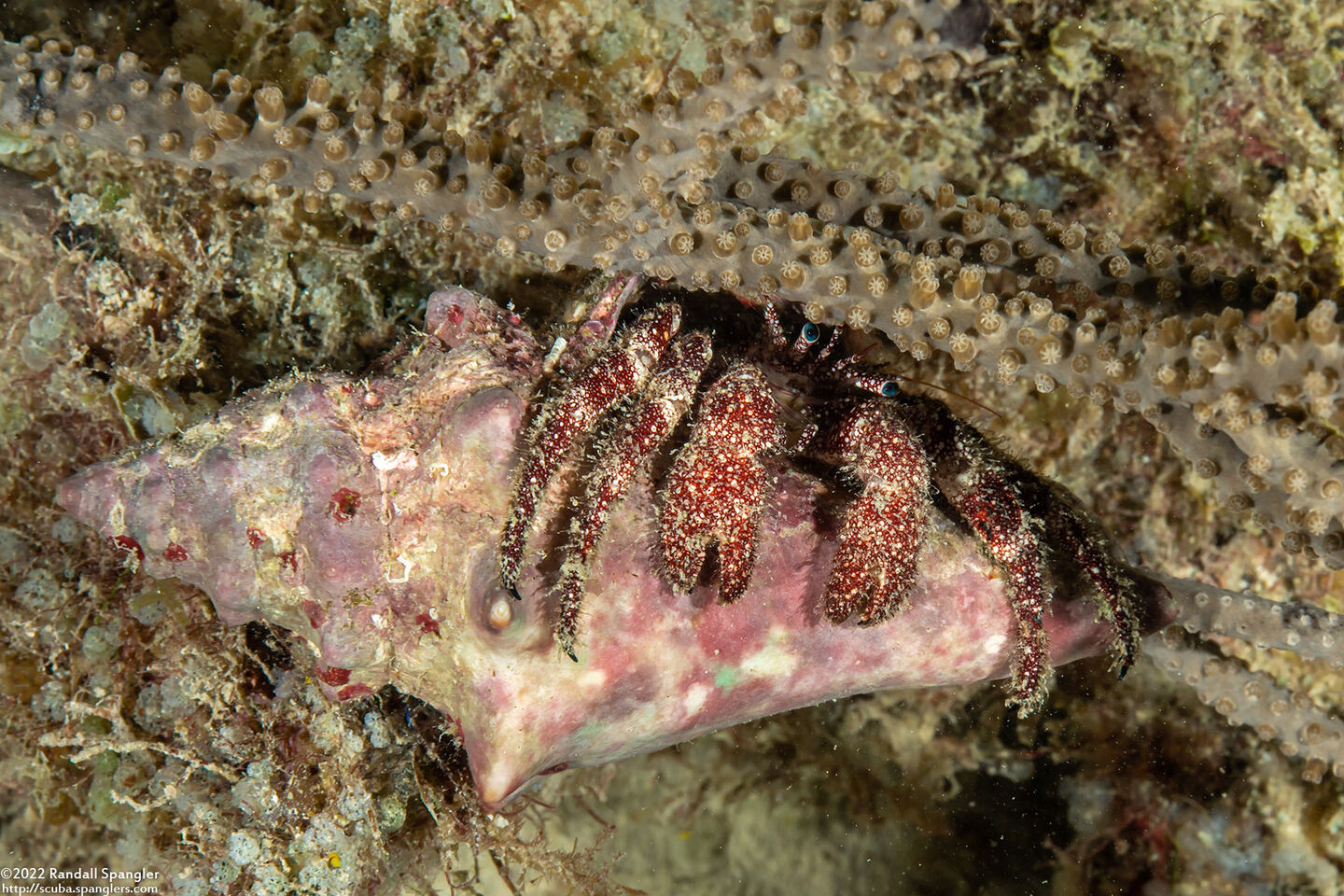 Paguristes puncticeps (Whitespeckled Hermit Crab)