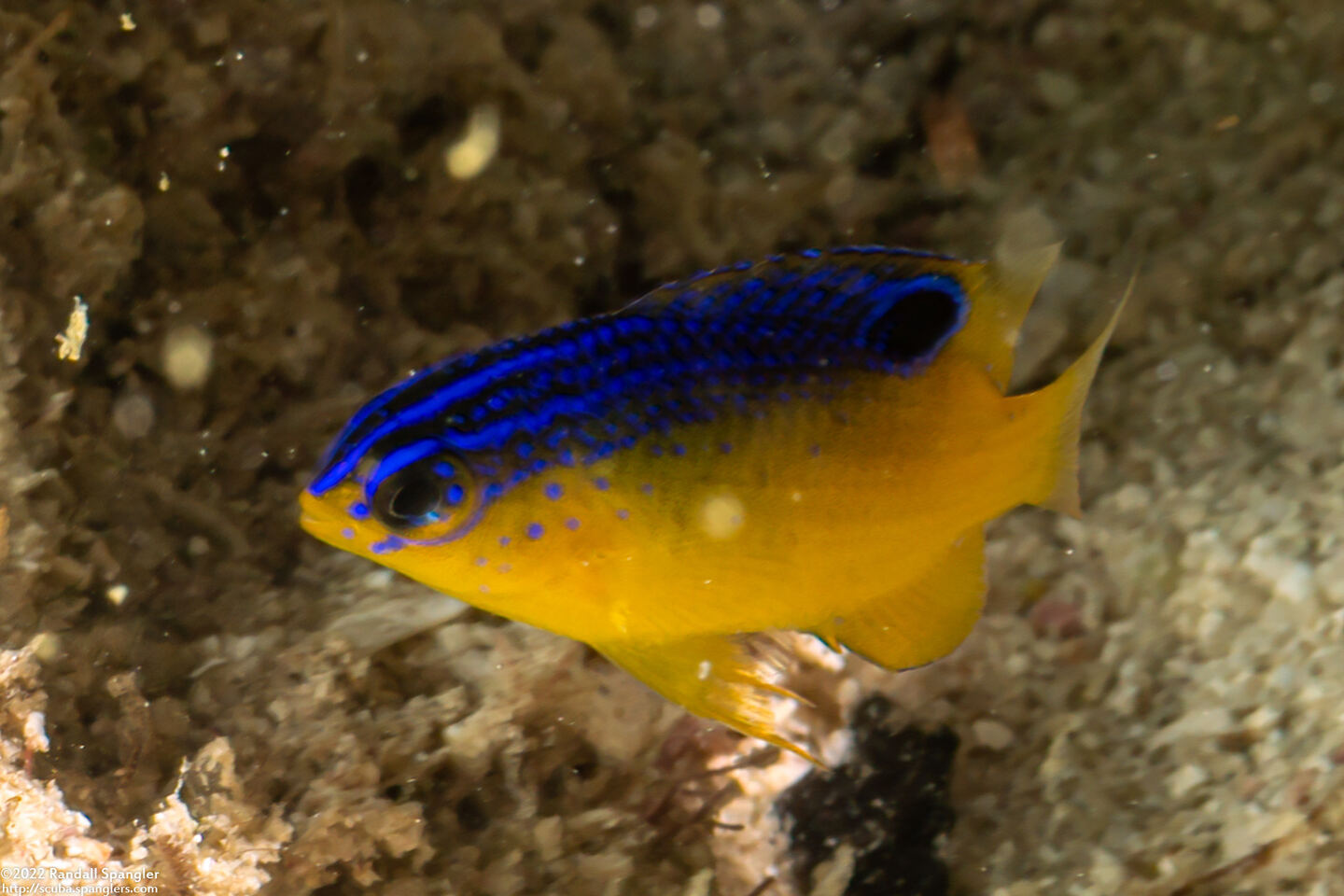 Stegastes leucostictus (Beaugregory)