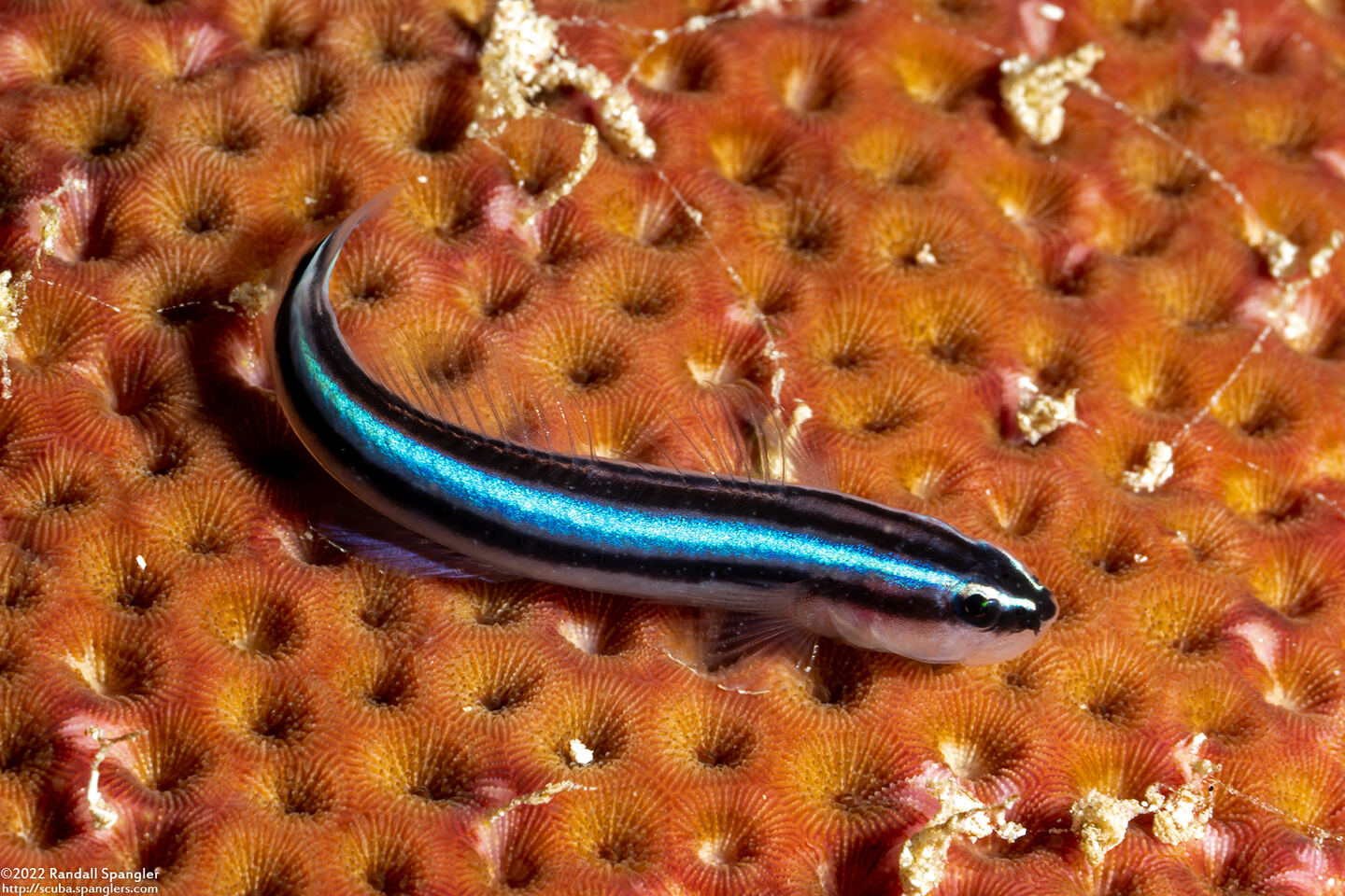 Elacatinus lobeli (Caribbean Neon Goby)