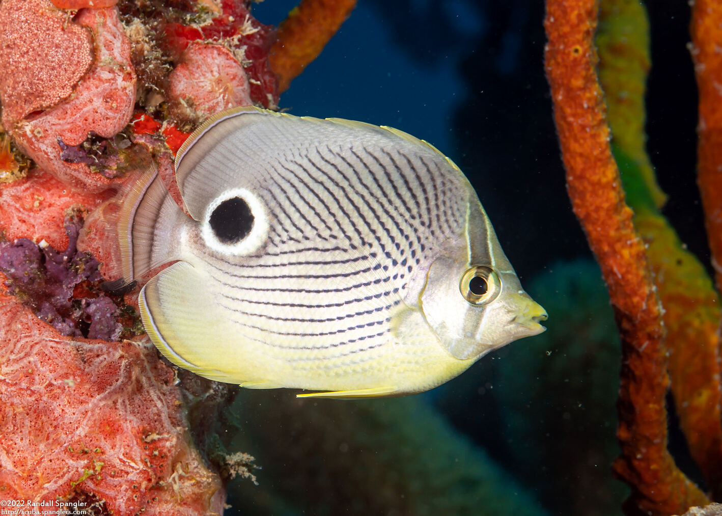 Chaetodon capistratus (Foureye Butterflyfish)