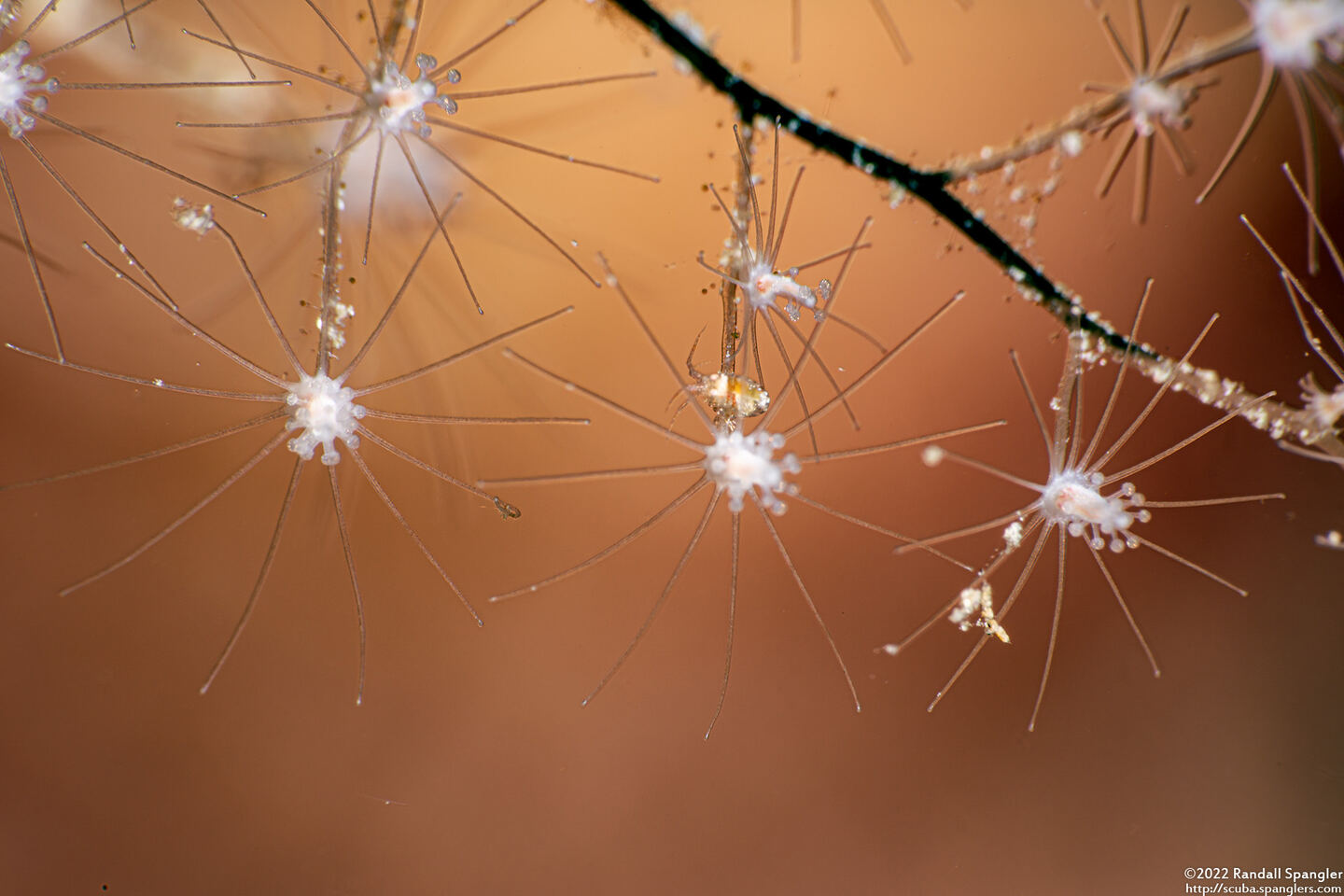 Pennaria disticha (Christmas Tree Hydroid)