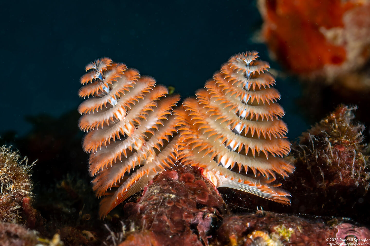 Spirobranchus giganteus (Christmas Tree Worm)
