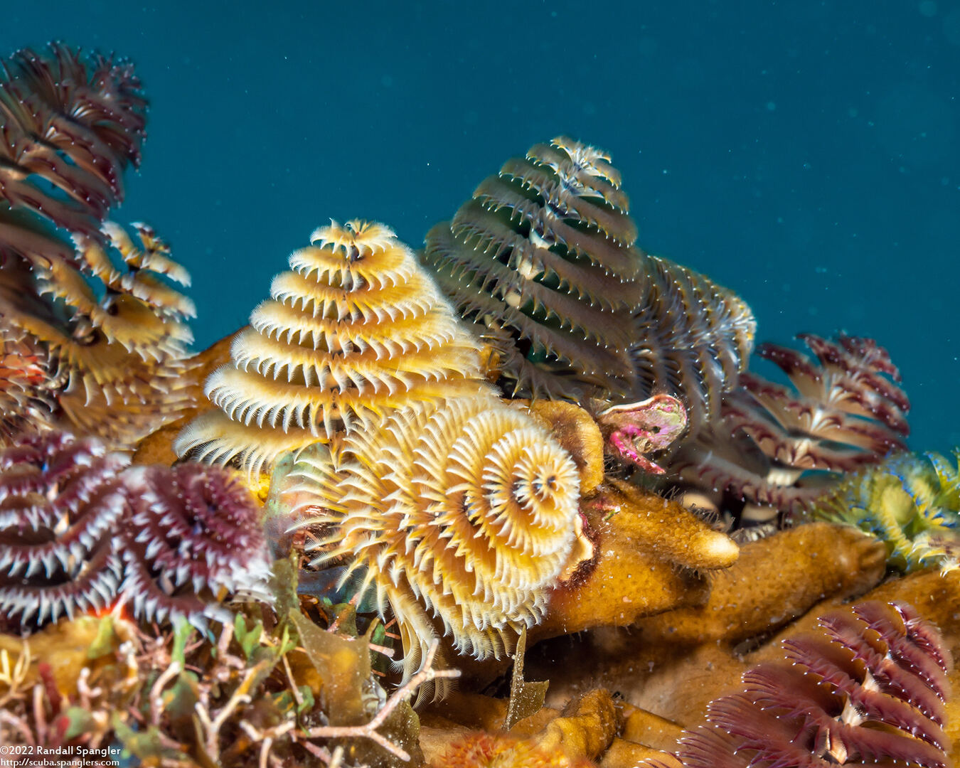 Spirobranchus giganteus (Christmas Tree Worm)