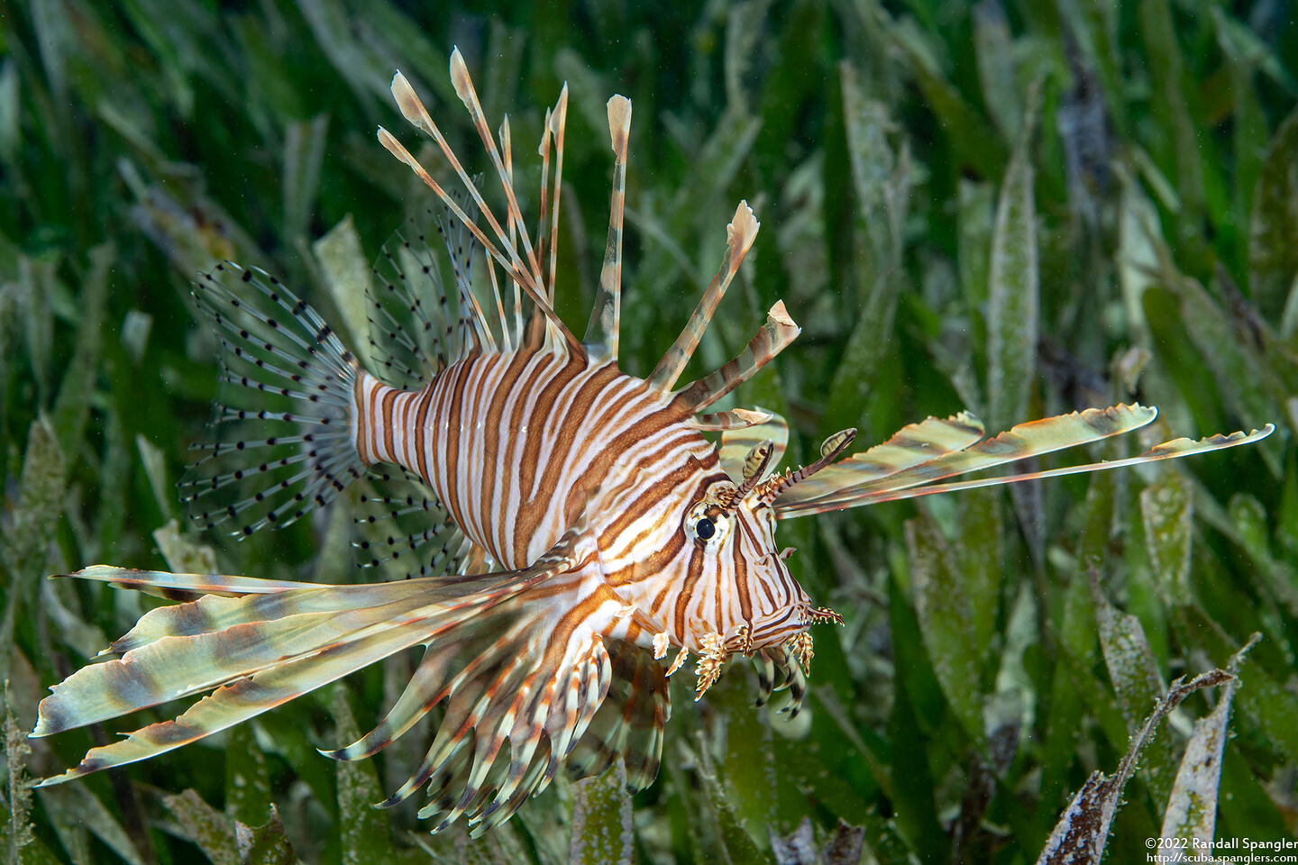 Pterois volitans (Red Lionfish)