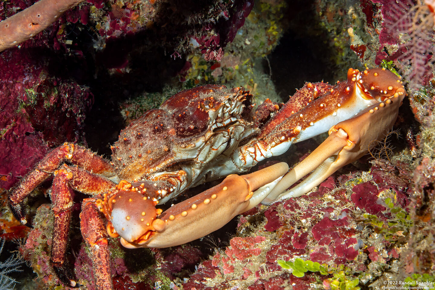 Maguimithrax spinosissimus (Channel Clinging Crab)