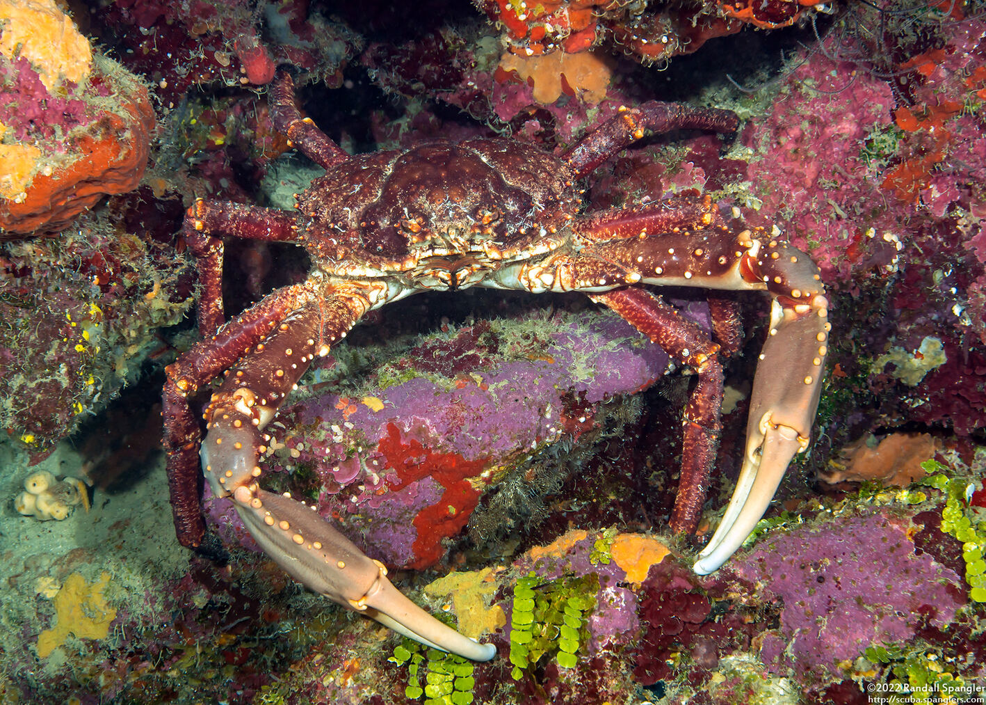Maguimithrax spinosissimus (Channel Clinging Crab)