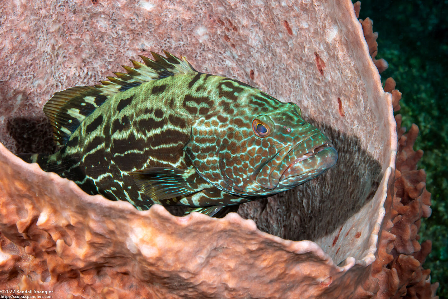 Mycteroperca bonaci (Black Grouper)