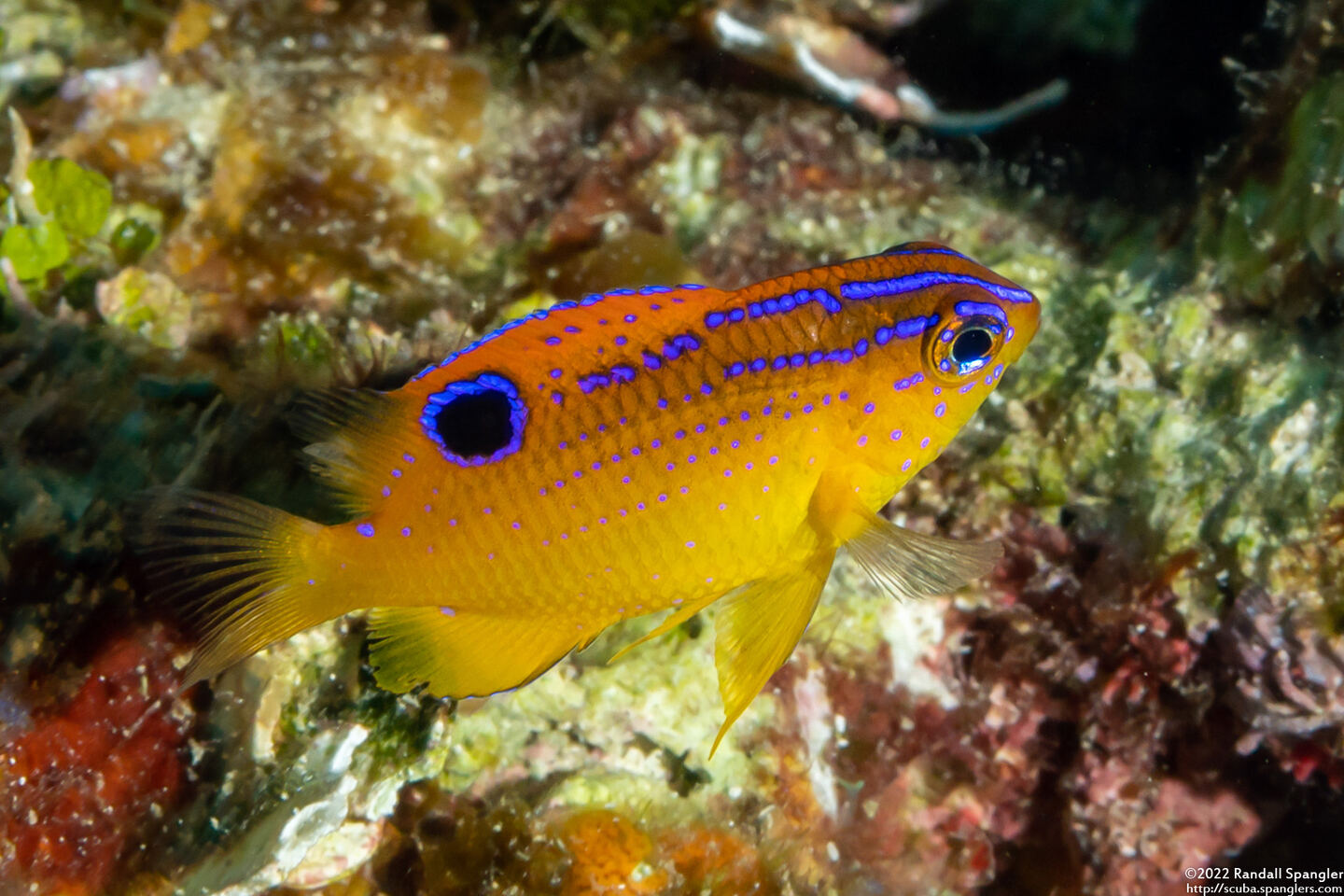 Stegastes diencaeus (Longfin Damselfish)