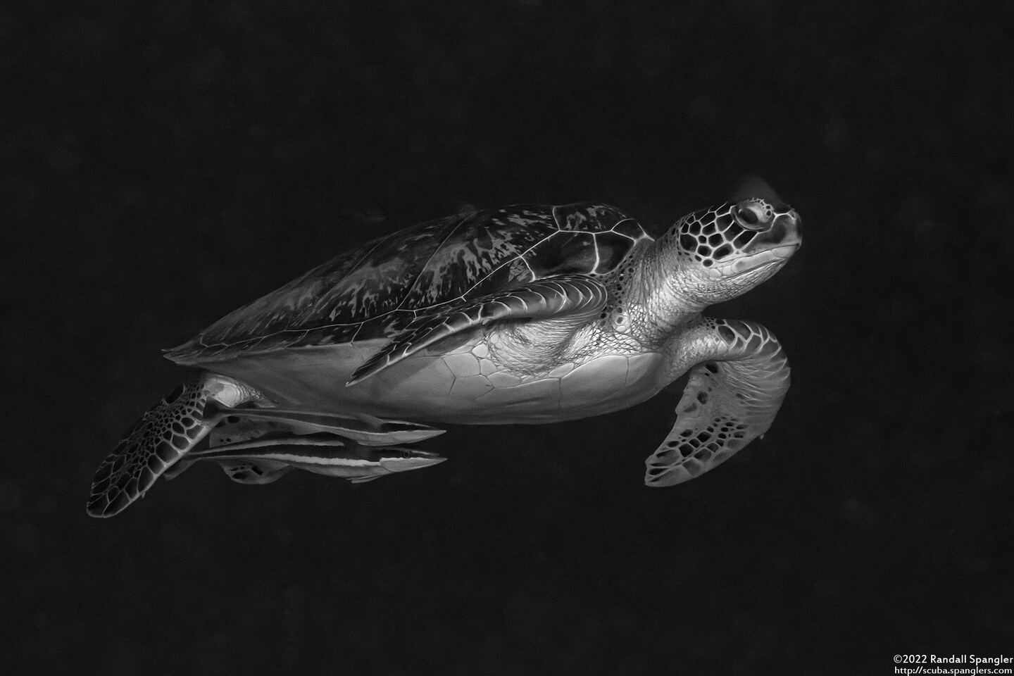 Chelonia mydas (Green Sea Turtle)