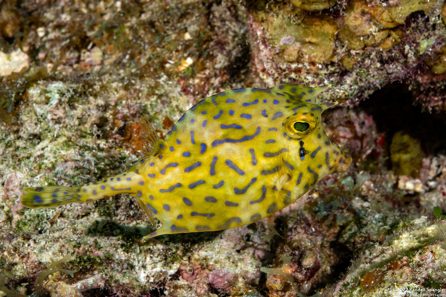 Acanthostracion quadricornis (Scrawled Cowfish)