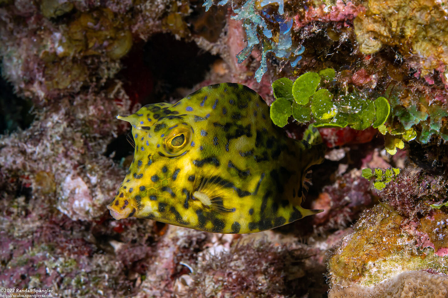Acanthostracion quadricornis (Scrawled Cowfish)