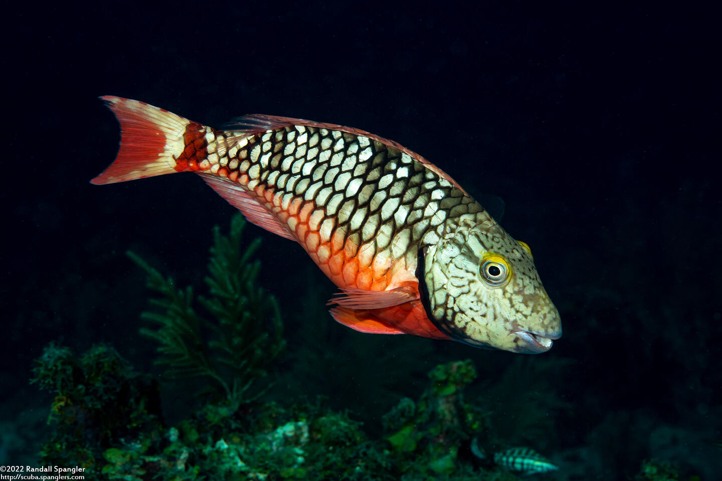 Sparisoma viride (Stoplight Parrotfish)
