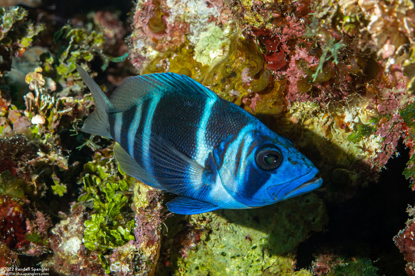 Hypoplectrus indigo (Indigo Hamlet)