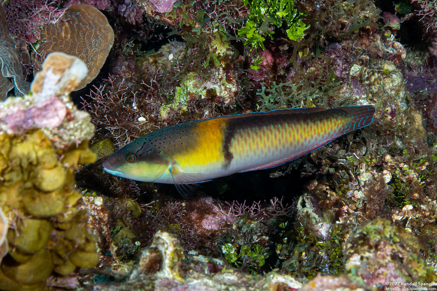 Halichoeres garnoti (Yellowhead Wrasse)