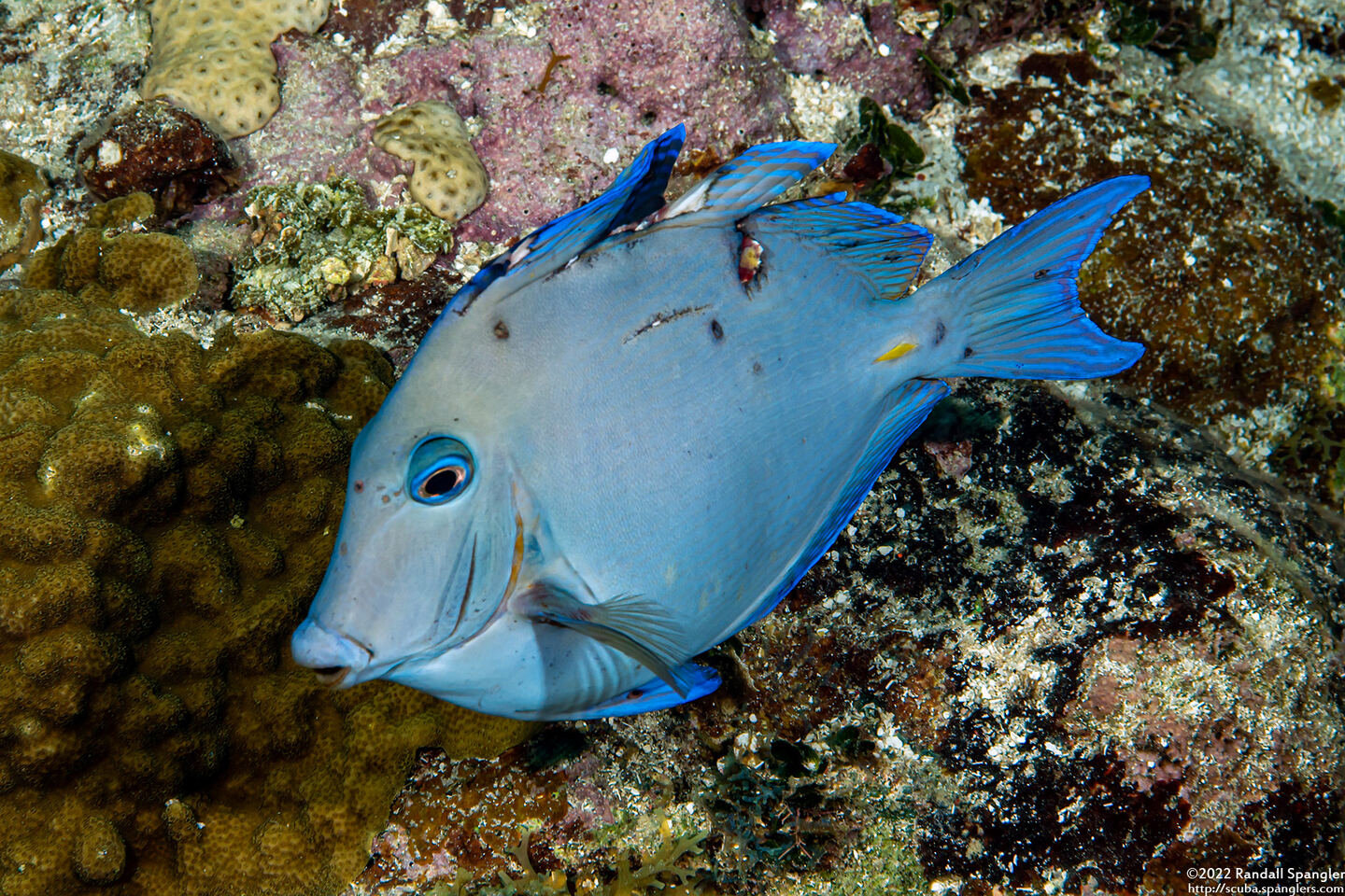 Acanthurus coeruleus (Blue Tang)