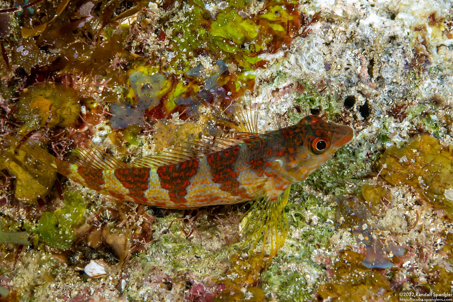 Malacoctenus triangulatus (Saddled Blenny)