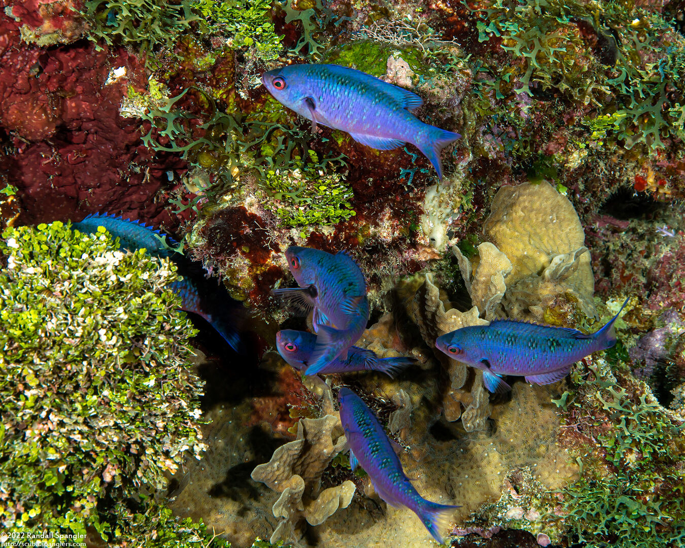 Clepticus parrae (Creole Wrasse)