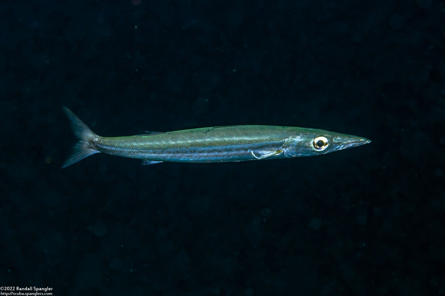 Sphyraena picudilla (Southern Sennet)