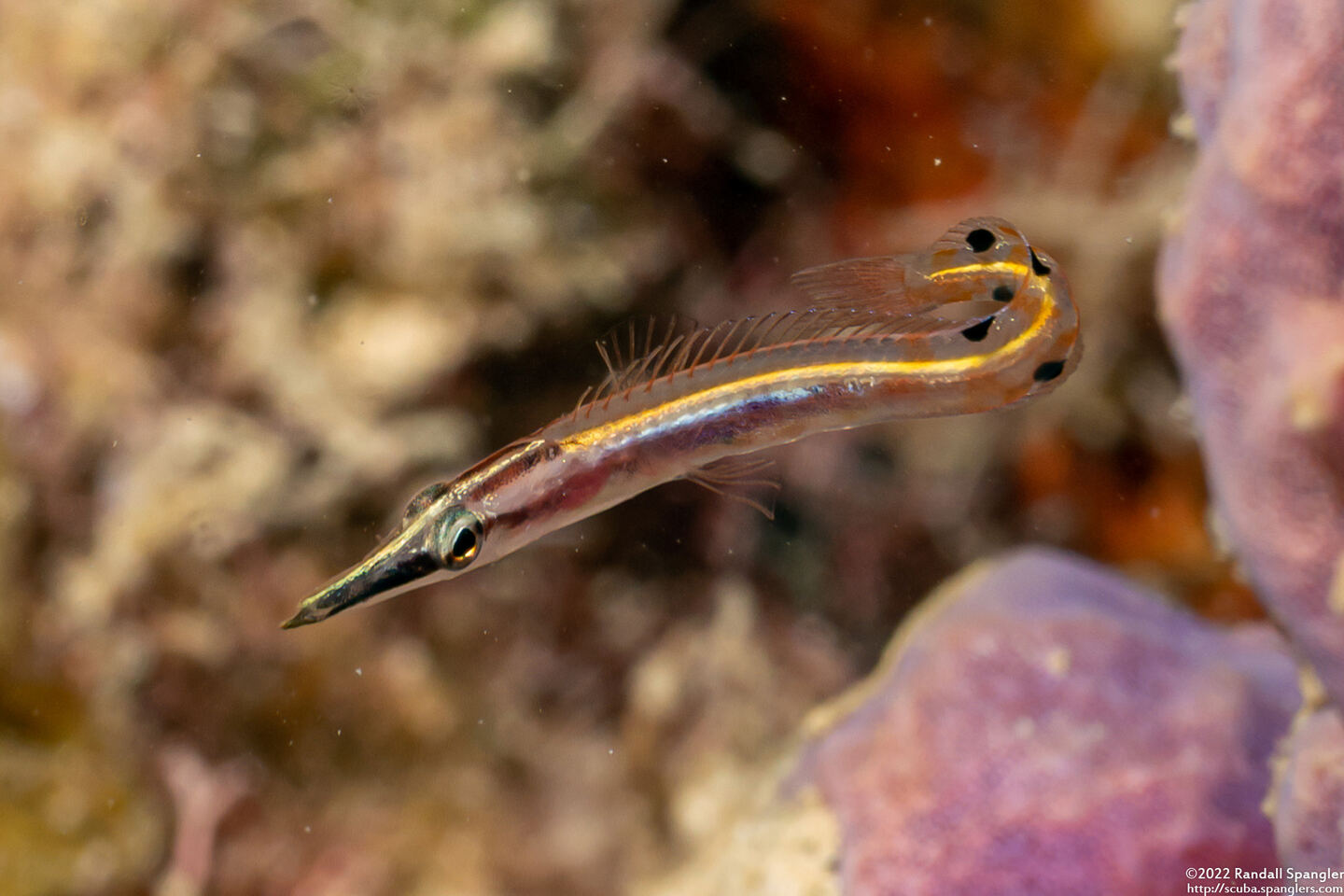 Lucayablennius zingaro (Arrow Blenny)